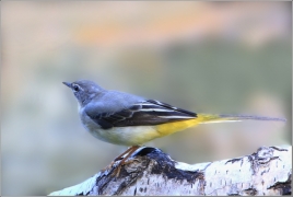 <p>KONIPAS HORSKÝ (Motacilla cinerea) /Grey wagtail - Gebürgsstelze/</p>